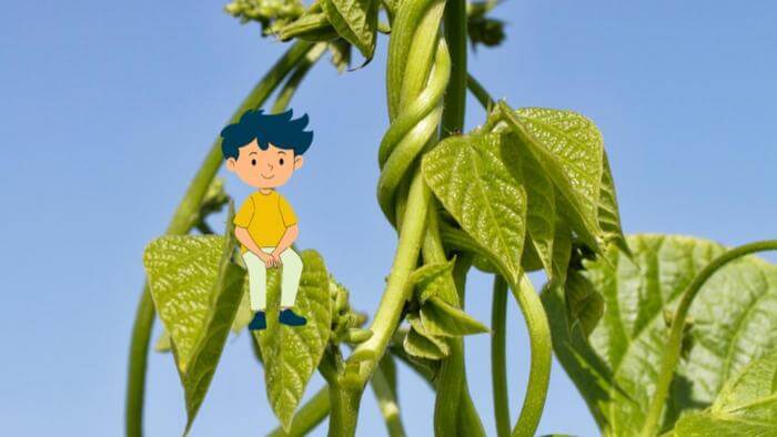 Feuilles et tiges d'une plante grimpante de haricot avec un personnage animé.